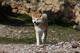 AKITA INU 269